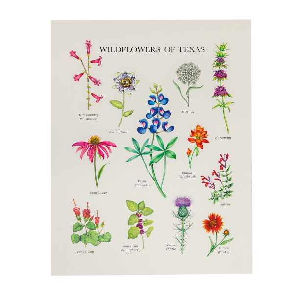<i>Wildflowers of Texas</i> Print
