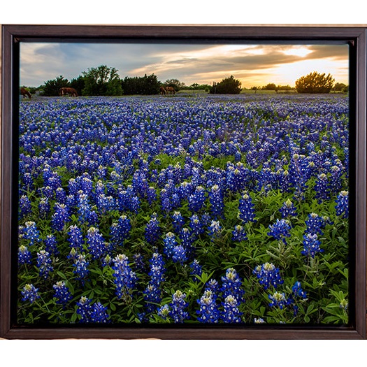 Texas Bluebonnets, Framed Photograph